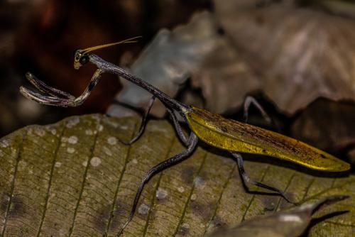Phyllovates sp.